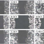 Protective Effect of Qi-Shield on the Regeneration of Cultured  Connective Tissue Fibroblasts after Mobile Phone Radiation – A  Study Using Continuous Monitoring by Video Micrography